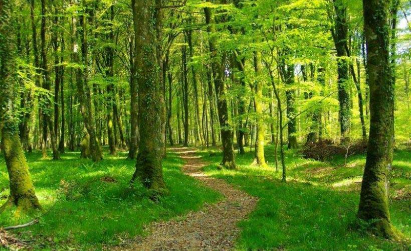 Chemin forestier Calvados